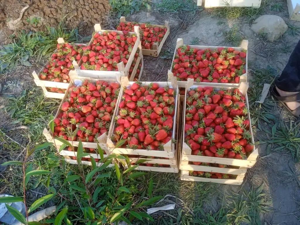 Баткендеги кооператив кулпунайдын 1 килограммын 420-430 сомдон экспорттоодо