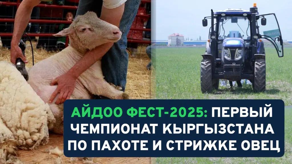 For the first time in the Kyrgyz Republic, Aidoo Fest 2025 will be held: championships in ploughing, sheep shearing and machine operator skills.