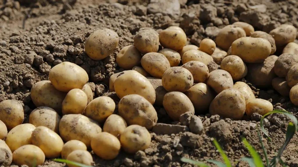 Which EAEU country has the cheapest potatoes?
