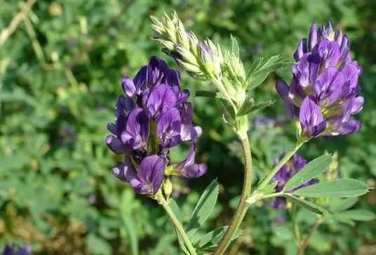 В Жайылском районе испытывают засухоустойчивые сорта люцерны