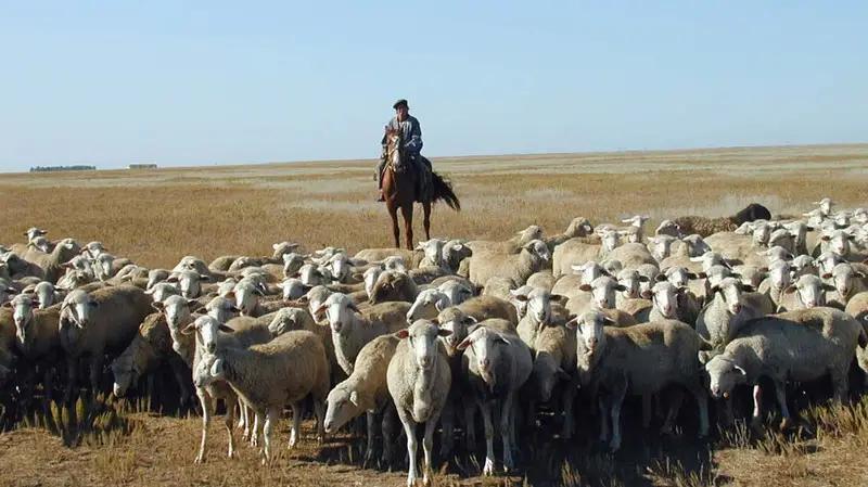 98.1% of Kyrgyzstan's agriculture is livestock farming