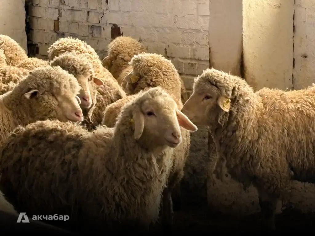 Kyrgyzstan is stepping up efforts to increase the population of fine-wool sheep