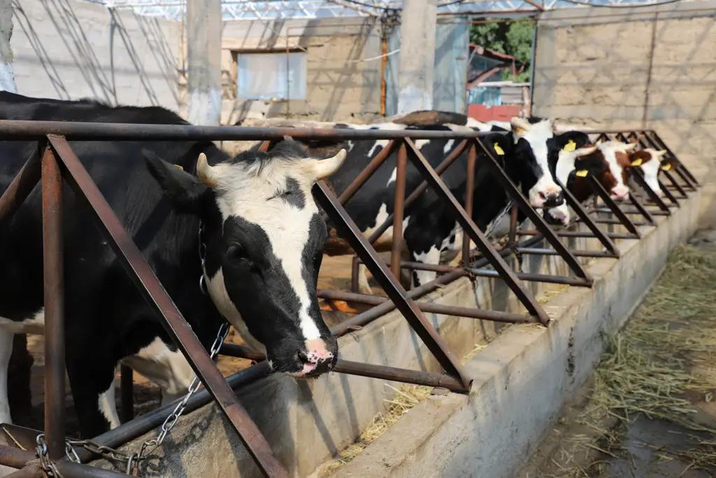 ФАО поддержит Кыргызстан в проведении сельскохозяйственной переписи