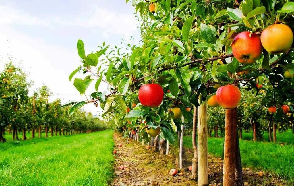 Russian-Kyrgyz Development Fund Backs Intensive Horticulture in Issyk-Kul