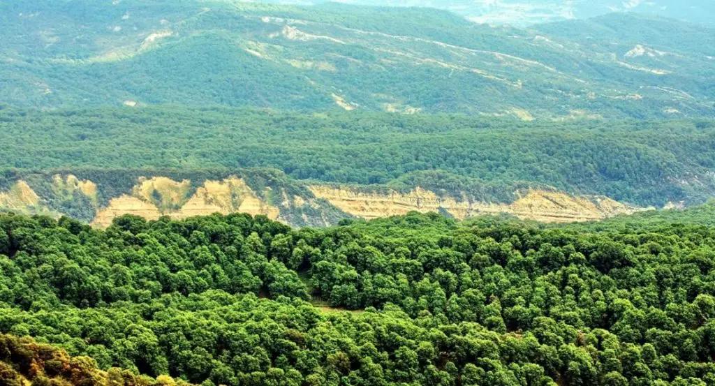 В Арсланбабе и Сары-Челеке запретят вырубку ореховых и арчовых деревьев