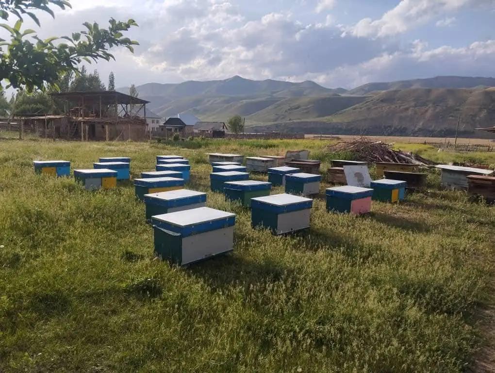 В Чаткальском районе пяти семьям передали по 20 ульев. Там стартовал проект по развитию пчеловодства