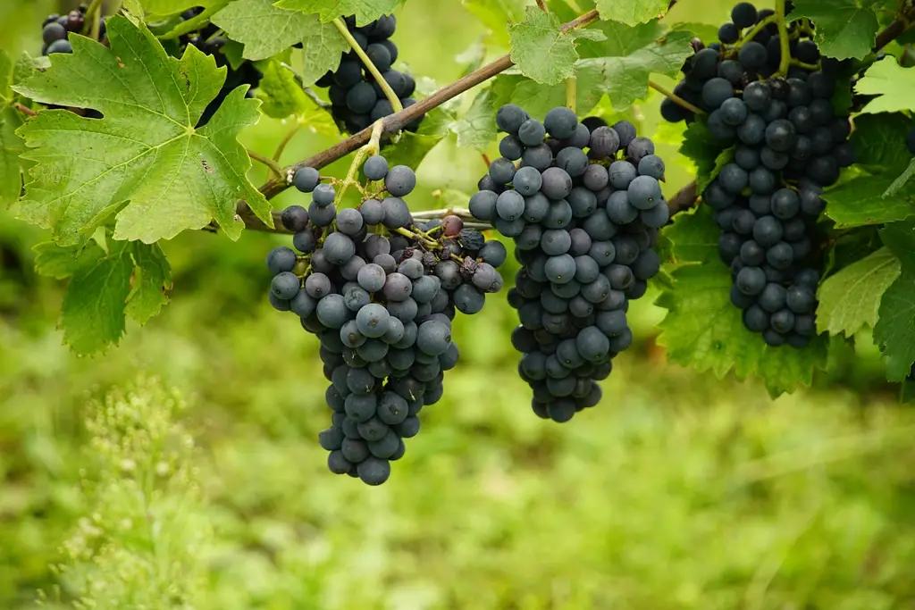 New grape varieties brought from Serbia will be cultivated in the Chui region