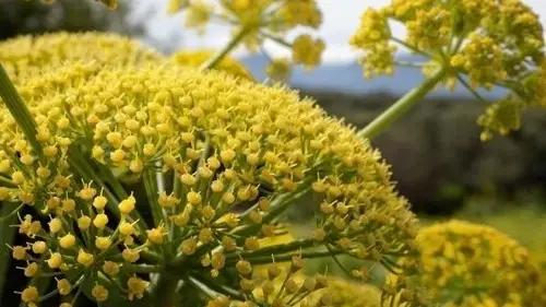 Farmers are being offered preferential loans for growing ferula