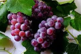 Five grape varieties brought from Uzbekistan are grown in the Osh region