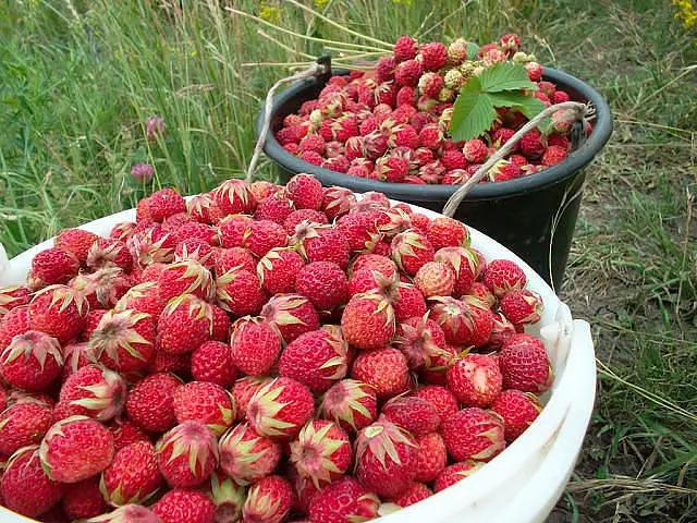 A strawberry collection point has been set up in the Jeti-Oguz district for further export