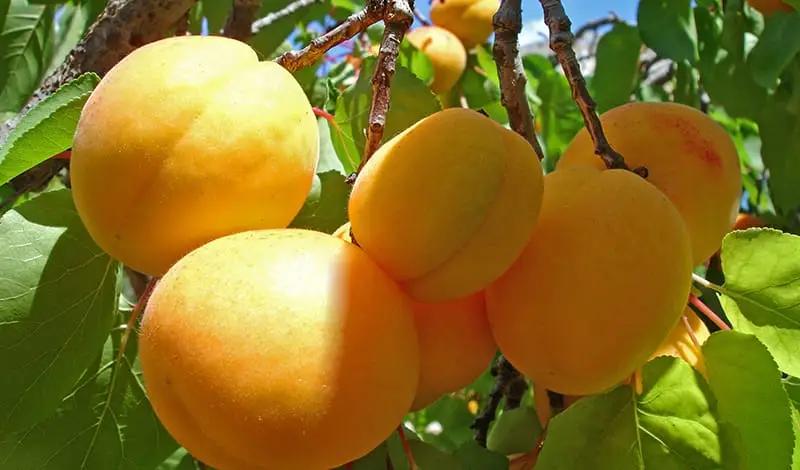 В Лейлеке увеличилась урожайность абрикосов