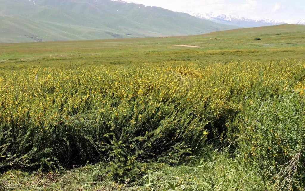 В Суусамырской долине очищают пастбища от сорняка