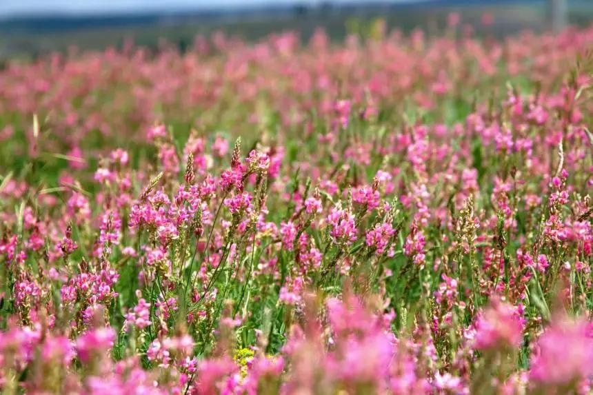 Почти на 50 млн сомов закупят семена пастбищных трав