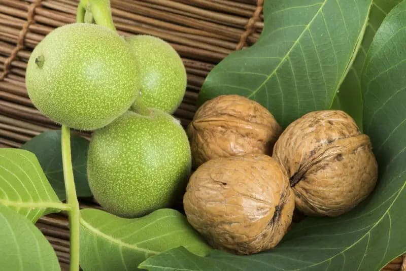 Kyrgyzstan has started to develop a brand of wild walnut “Kyrgyz Zhangak”