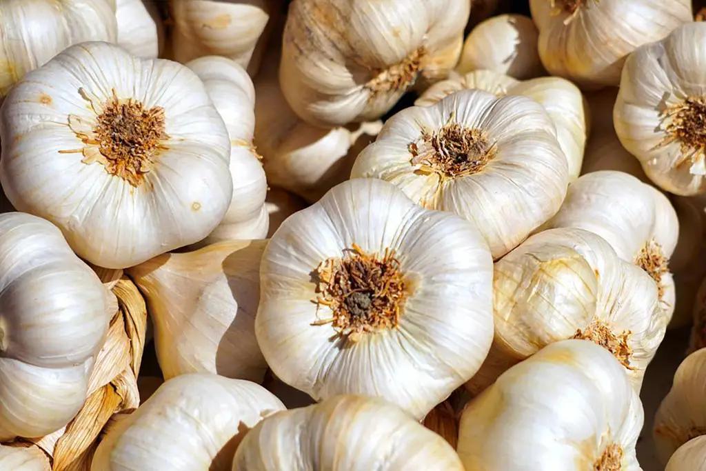 Из Кыргызстана в Екатеринбург отправлено 20 тонн чеснока