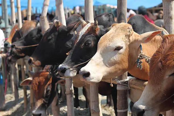 A livestock market will be built in the Nooken district for 79.8 million soms