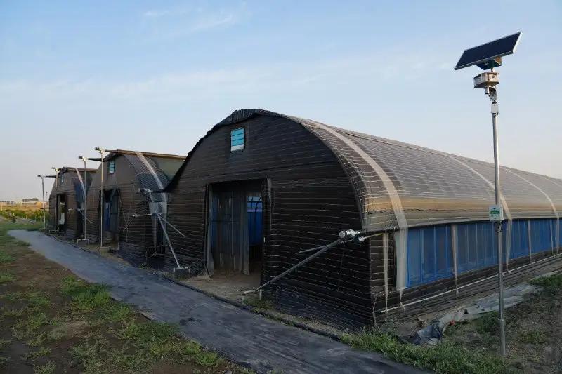 В Кыргызстане проводится апробация семян лука, перца и огурцов