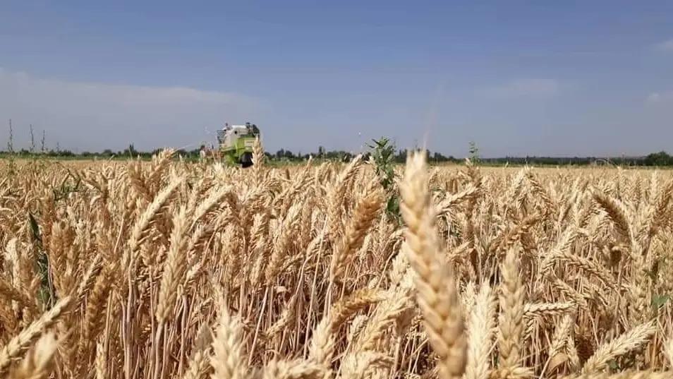 Kyrgyzstan has increased wheat and other crop plantings despite an overall reduction in arable land
