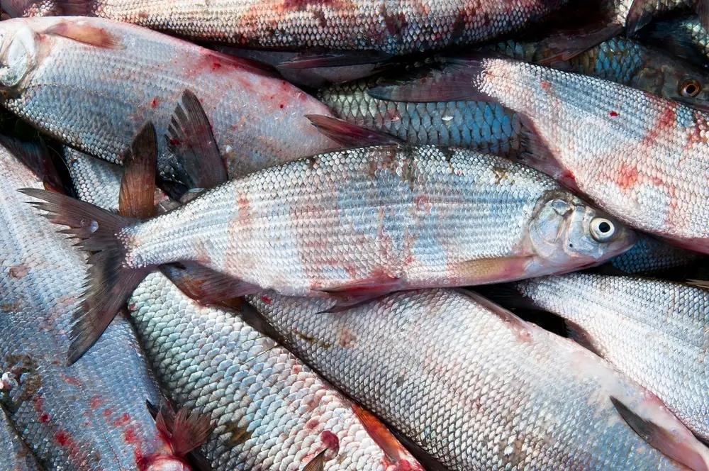 Кыргызстан наращивает производство рыбы и внедряет электронные рыболовные билеты