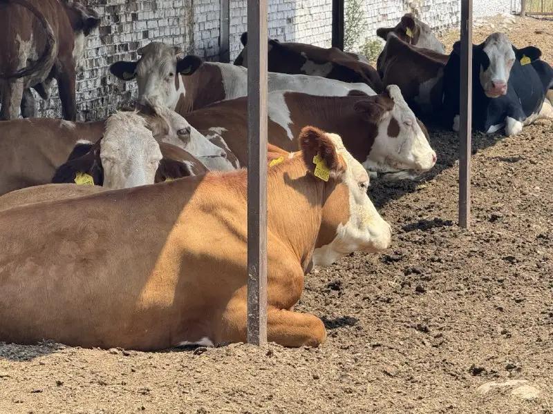 На реконструкцию Сокулукского госпредприятия направят $2.2 млн