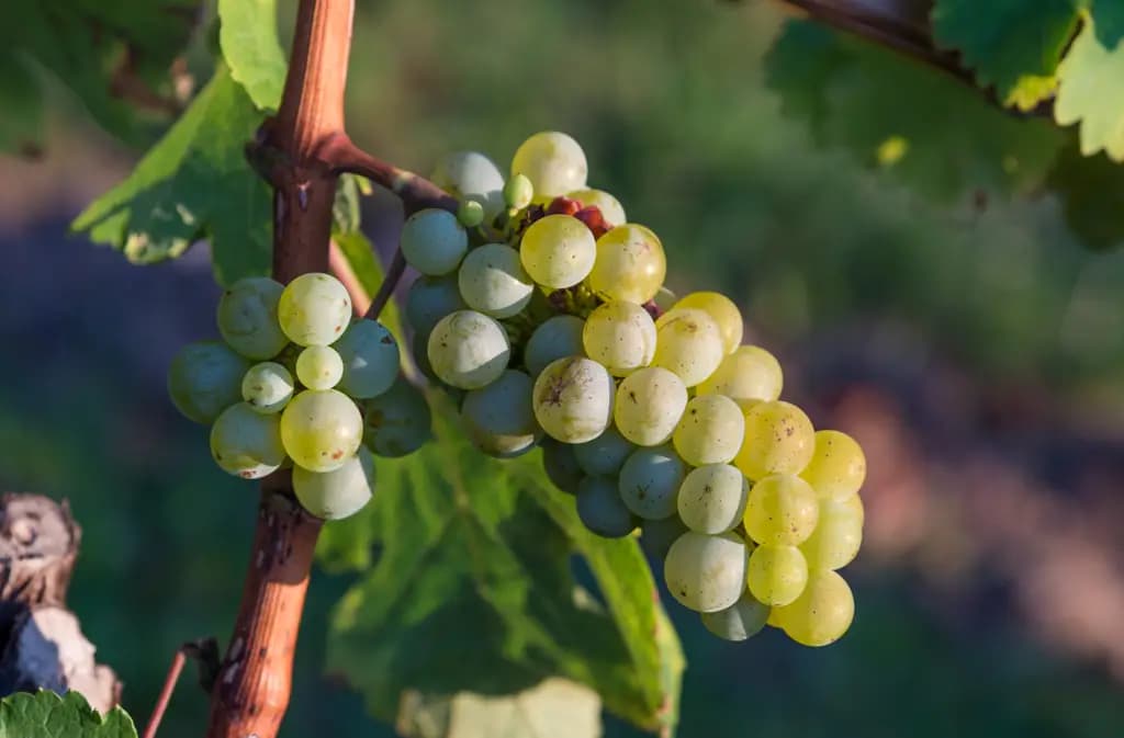The grape harvest in Kyrgyzstan increased by 239 tons