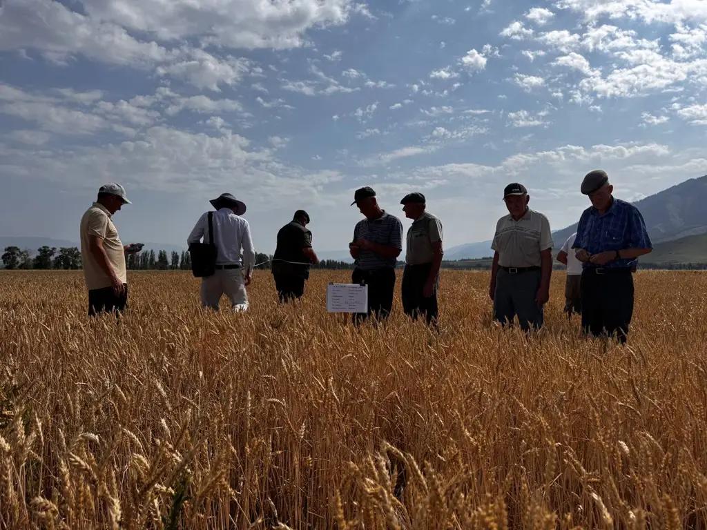 Field inspections were conducted in the agricultural areas of the Issyk-Kul region