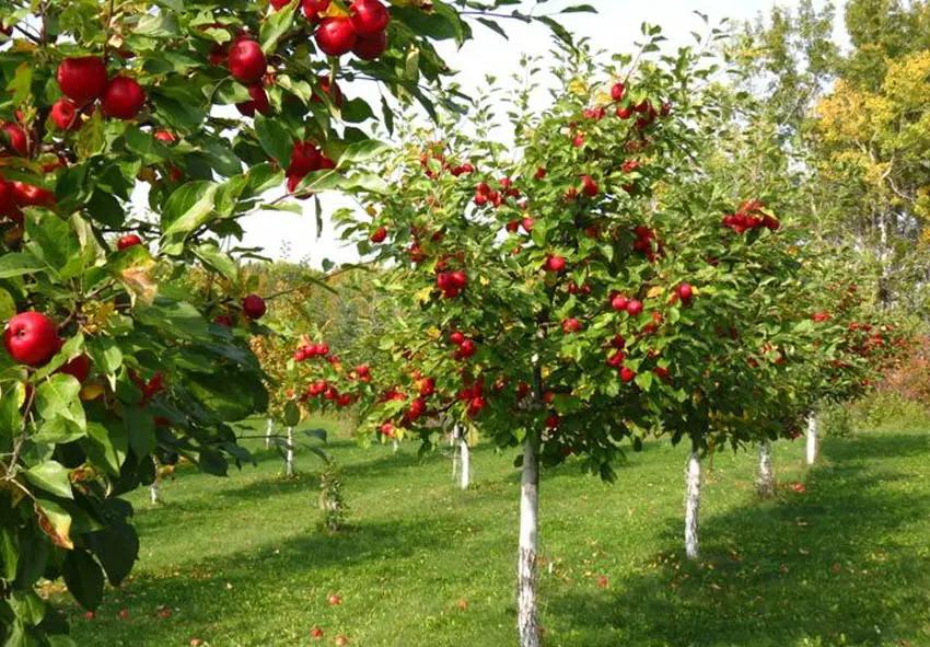 В стране начали меньше импортировать саженцы плодовых деревьев