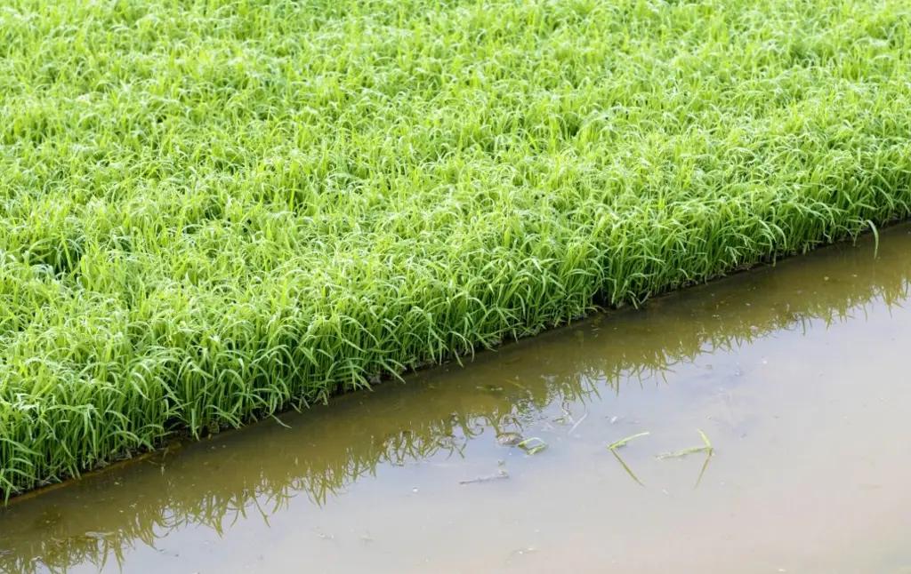 Вегетационный период: за первое полугодие полито 1 млн 184 тысячи гектаров