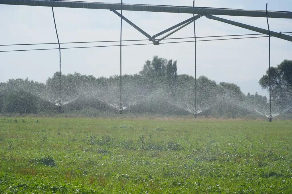 Благодаря «зеленым удобрениям» с 32 гектаров земли можно получить 40 тонн картофеля