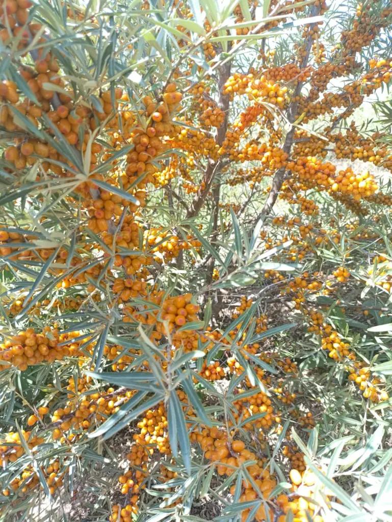 In the Issyk-Kul region, the Altai variety of sea buckthorn produced a high yield