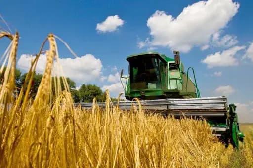 Grain harvest exceeded last year's figures by 33.7 thousand hectares