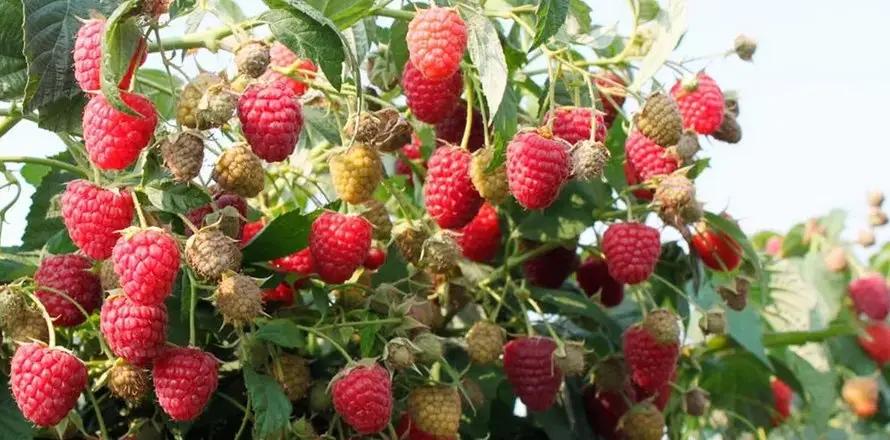 Житель села Кок-Кашат экспортирует малину двух сортов в Казахстан