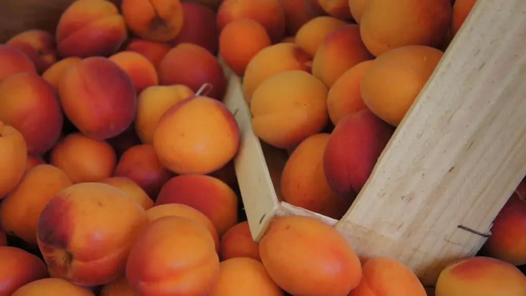 За полгода Узбекистан экспортировал в Кыргызстан 1 тысячу 249 тонн абрикосов