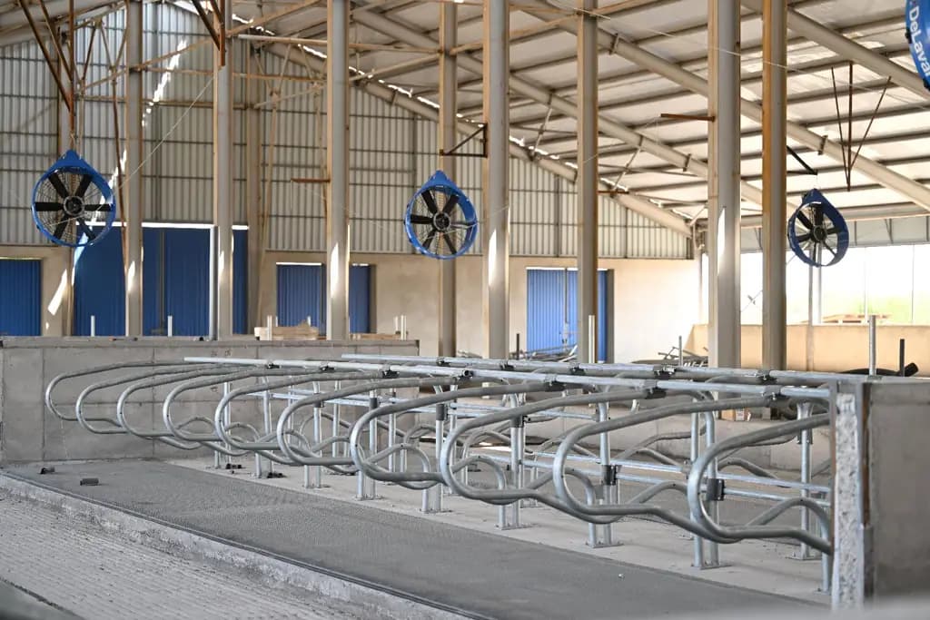A complex is being built in the Moscow region where dairy cows imported from abroad will be bred