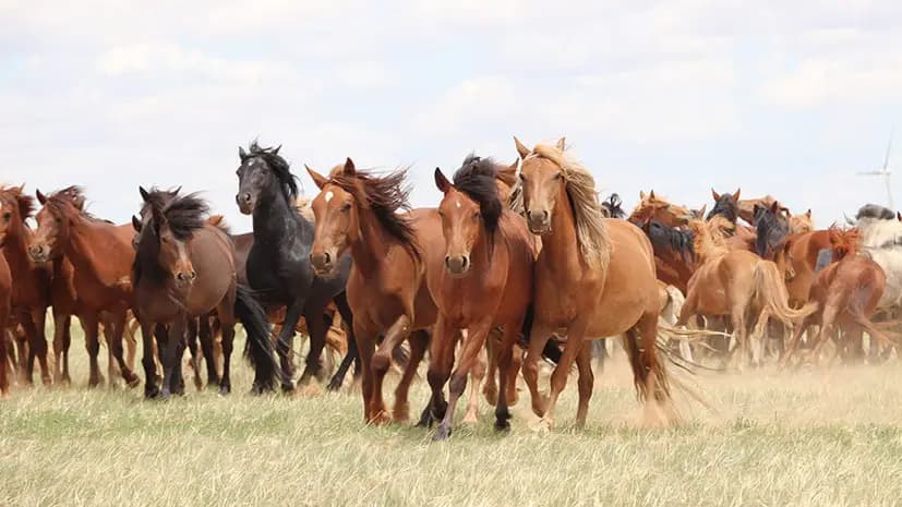 The Cabinet of Ministers has temporarily banned the export of horses, sheep, goats, and cattle