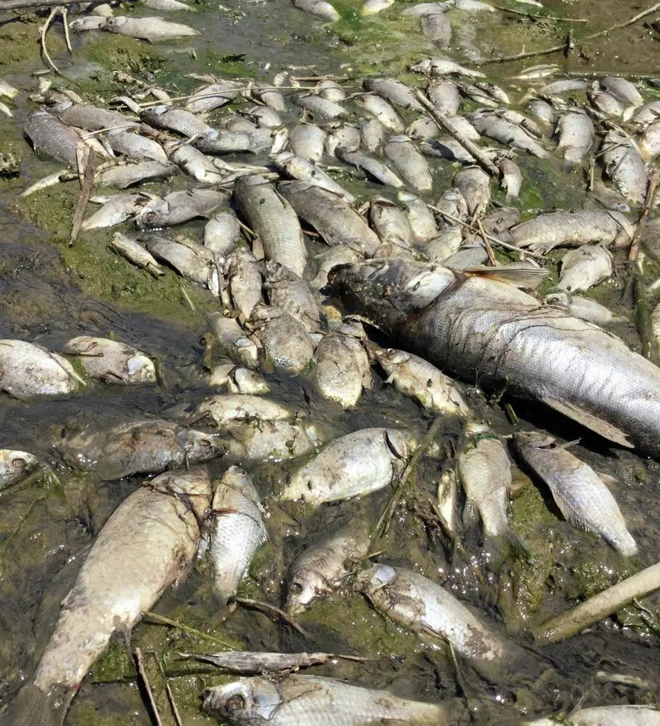 В Иссык-Атинском районе зафиксирована массовая гибель рыбы из-за загрязнения воды