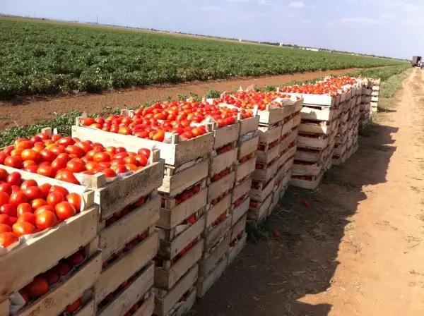 В Жайылском районе с одного гектара собирают до 120 тонн помидоров