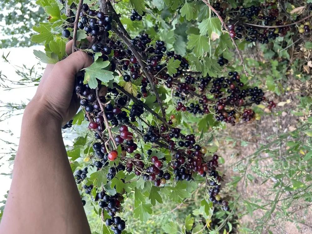 10 сотых “Капитан” сортундагы карагаттан 1 млн сомго чейин киреше тапса болот