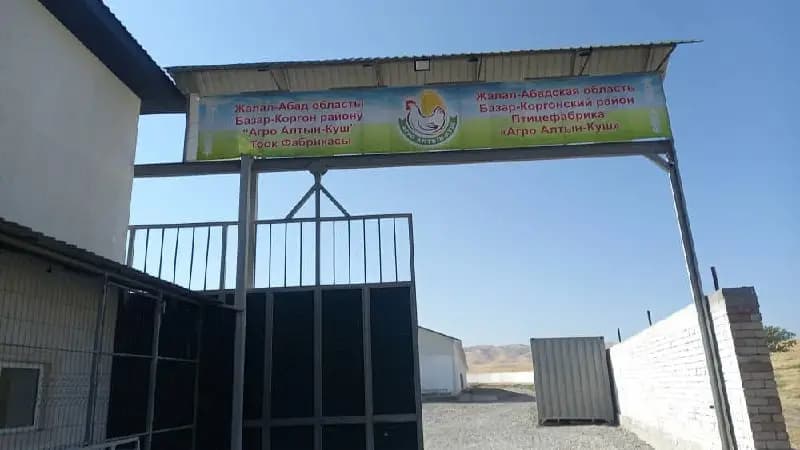 Базар-Коргондо 62 миң тоок багууга ылайыкташкан фабрика ачылды