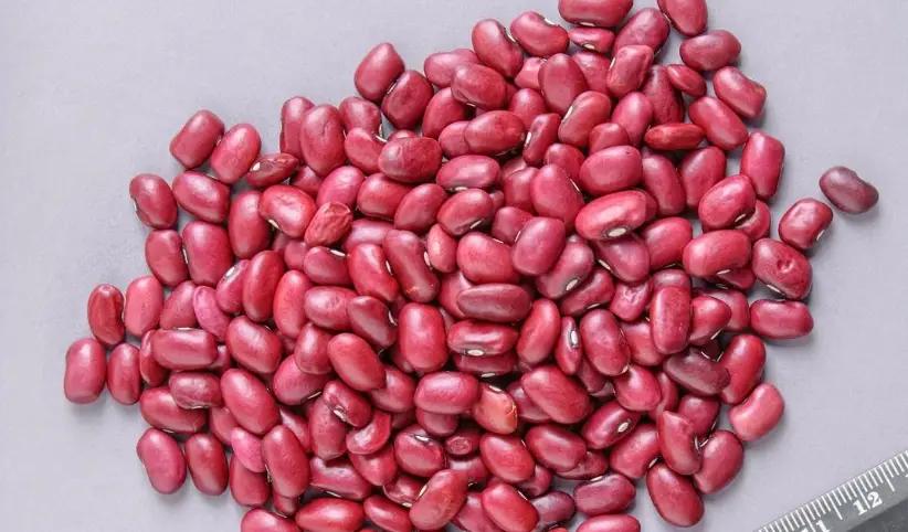 Манас районундагы “томат” сортундагы төө буурчак Россия менен Түркияга экспорттолууда