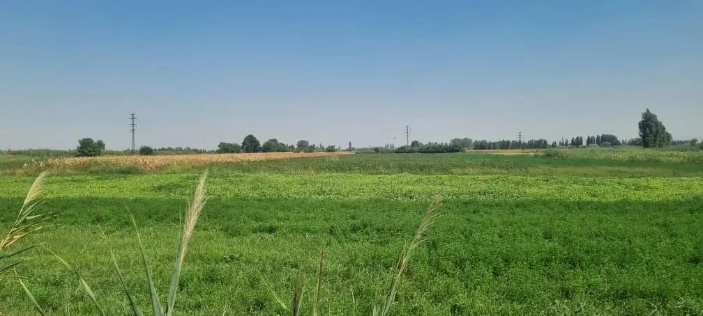 В Джалал—Абадской области незаконно сдавали в аренду сельскохозяйственные земли