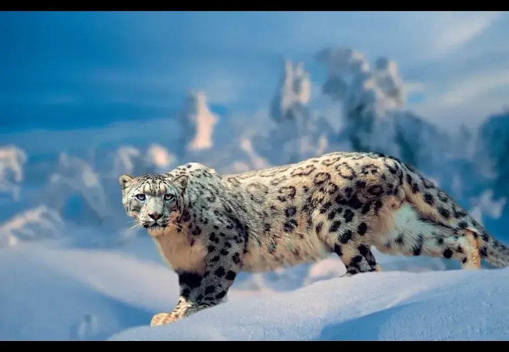 Снежный барс официально станет национальным символом Кыргызстана