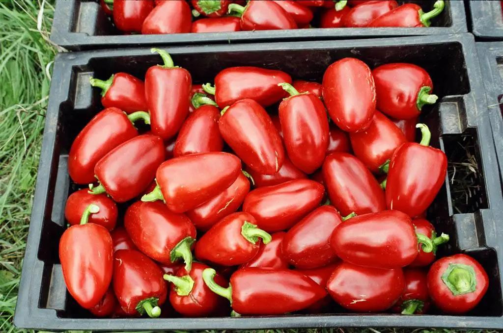 In the Manas district, Bulgarian peppers will be exported to Russia and Kazakhstan