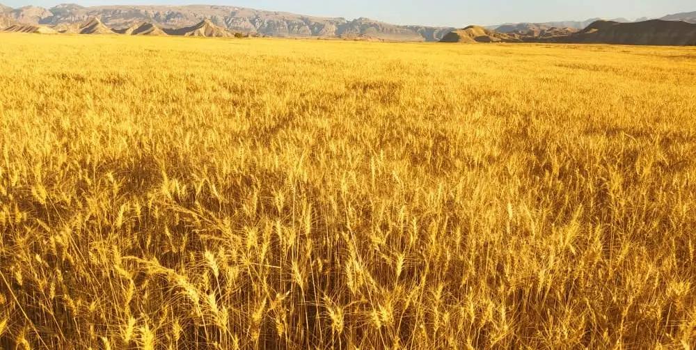 В Ак-Талинском районе началась уборка осенних зерновых культур