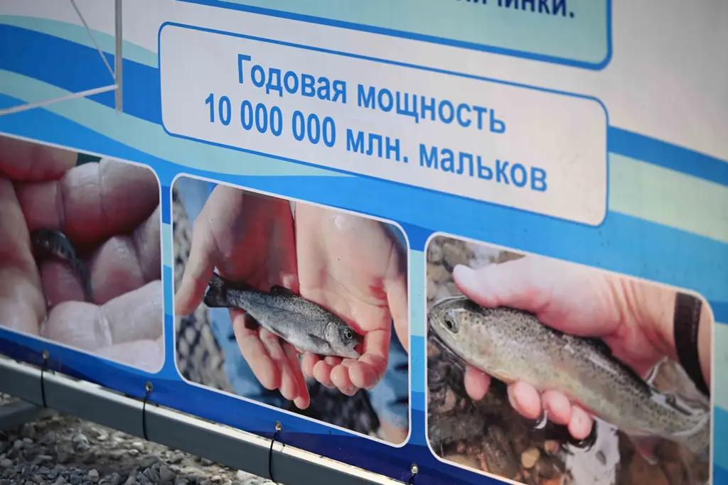 Prime Minister Adylbek Kasymaliev Visits Fish Farming Facility in Tokmak