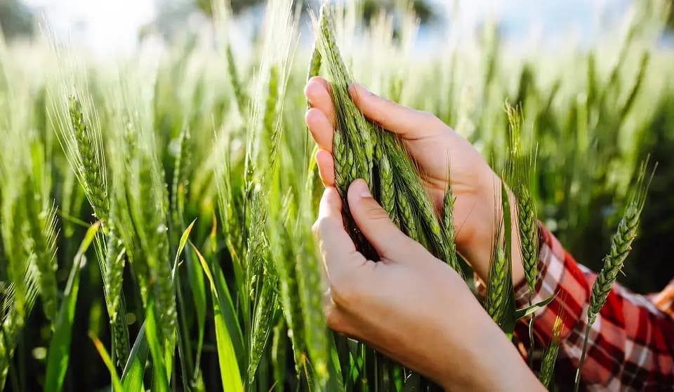 As part of its support for farmers, the Ministry of Finance distributed more than 4 billion KGS