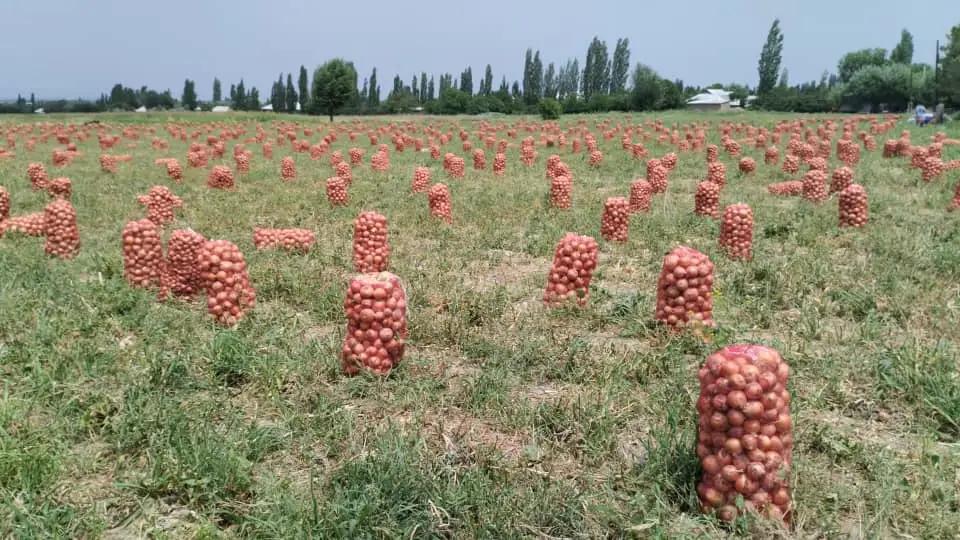 Лейлектеги "Филин" сортундагы пияз коңшу өлкөлөргө экспорттолууда