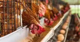 A new poultry farm in the Jalal-Abad region has reached a capacity of 27,000 eggs per day