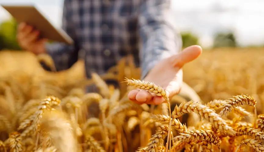 Минфин раздал фермерам 4 млрд сомов в рамках проекта «ФСХ-13»