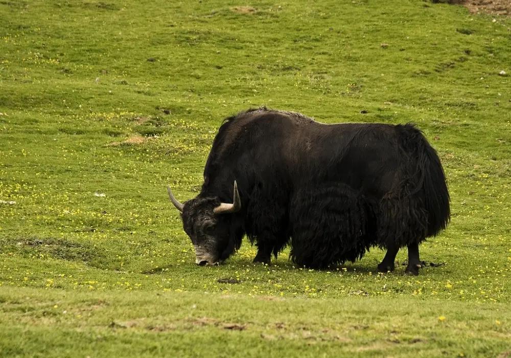 В Ат-Башы развивают животноводство и экспортные возможности региона
